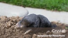  Presentation with tunnel - Presentation design having european-mole-caught background and a tawny brown colored foreground