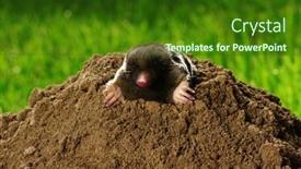  Presentation with bright - PPT theme with european-mole-crawling-out background and a  colored foreground