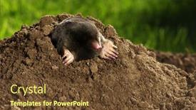  Presentation with underground mining gold mine tunnel - Presentation consisting of european-mole-crawling-out background and a  colored foreground