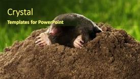  Presentation with bright - Presentation theme enhanced with european-mole-crawling-out background and a  colored foreground