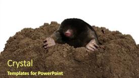  Presentation with underground mining gold mine tunnel - Presentation design featuring european-mole-crawling-out background and a tawny brown colored foreground