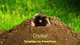  Presentation with bright - PPT theme featuring european-mole-crawling-out background and a tawny brown colored foreground