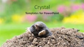  Presentation with underground mining gold mine tunnel - Presentation consisting of european-mole-crawling-out background and a yellow colored foreground