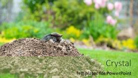  Presentation with strong - Presentation design having european-mole-crawling-out and a yellow colored foreground