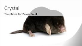  Presentation with octopus on isolated white - Presentation featuring european-mole-isolated background and a white colored foreground