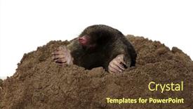  Presentation with person looking out in nature - Slide set consisting of european-mole-looking-out background and a tawny brown colored foreground