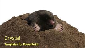  Presentation with background - Presentation theme consisting of european-mole-looking-out background and a tawny brown colored foreground