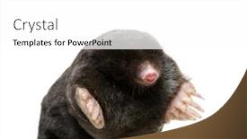  Presentation with european unit - Presentation design with european-mole-talpa-europaea-isolated background and a white colored foreground