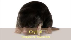  Presentation with background - Presentation theme having european-mole-talpa-europaea-isolated background and a coral colored foreground