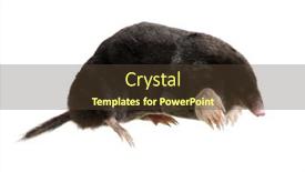  Presentation with council of european union - Slides featuring european-mole-talpa-europaea-isolated background and a tawny brown colored foreground