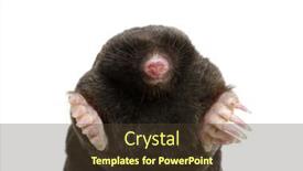  Presentation with european union law - PPT theme enhanced with european-mole-talpa-europaea-isolated background and a tawny brown colored foreground