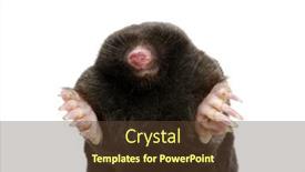  Presentation with bulgaria in european union - Slides having european-mole-talpa-europaea-isolated background and a tawny brown colored foreground