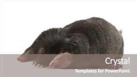  Presentation with european union cohesion - Audience pleasing PPT theme consisting of mofle - european mole talpa europaea backdrop and a gray colored foreground
