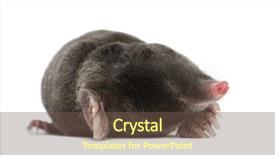  Presentation with white pigeon against the blue - Amazing PPT theme having mofle - european mole talpa europaea backdrop and a tawny brown colored foreground