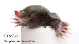  Presentation with european union cohesion - PPT theme enhanced with mofle - european mole talpa europaea background and a light gray colored foreground
