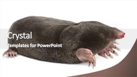  Presentation with european union law - Beautiful presentation featuring mofle - european mole talpa europaea backdrop and a dark gray colored foreground
