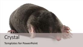  Presentation with white - Presentation theme enhanced with mofle - european mole talpa europaea background and a light gray colored foreground