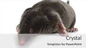  Presentation with european unit - Slides consisting of mofle - european mole talpa europaea background and a light gray colored foreground