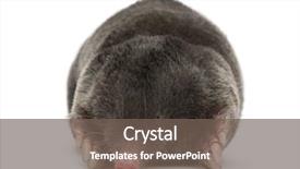  Presentation with european union law - Theme consisting of mofle - european mole talpa europaea background and a violet colored foreground