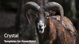  Presentation with wildlife - Cool new PPT layouts with close up head sheep - european mouflon ovis orientalis musimon backdrop and a dark gray colored foreground