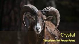  Presentation with wildlife - Slide deck featuring european mouflon ovis orientalis musimon wildlife animal background and a tawny brown colored foreground