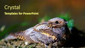  Presentation with night - Presentation design enhanced with european-nightjar-caprimulgus-europaeus-resting background and a tawny brown colored foreground