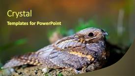  Presentation with spring - Presentation design having european-nightjar-caprimulgus-europaeus-resting background and a tawny brown colored foreground
