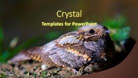  Presentation with council of european union - PPT layouts consisting of european-nightjar-caprimulgus-europaeus-resting background and a tawny brown colored foreground