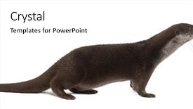  Presentation with old - Cool new PPT theme with european otter lutra lutra 6 backdrop and a white colored foreground
