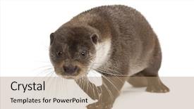  Presentation with small european robin erithacus rubecula - PPT layouts having european otter lutra lutra 6 background and a coral colored foreground