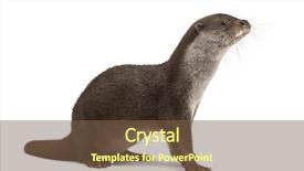  Presentation with old crumpled paper violence against women - Colorful presentation design enhanced with european otter lutra lutra 6 backdrop and a tawny brown colored foreground