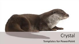  Presentation with old - Slide deck with frozen red raspberries in sorting and processing machines background and a gray colored foreground