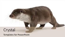  Presentation with old crumpled paper violence against women - Colorful slide set enhanced with european otter lutra lutra 6 backdrop and a coral colored foreground