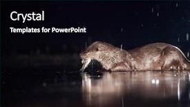  Presentation with european union cohesion - Audience pleasing PPT layouts consisting of european otter lutra lutra fishing backdrop and a black colored foreground