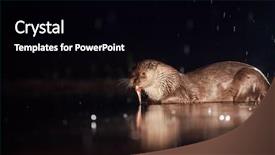  Presentation with fishing - Presentation theme featuring european otter lutra lutra fishing background and a black colored foreground