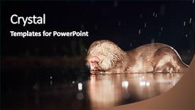  Presentation with council of european union - Presentation design enhanced with european otter lutra lutra fishing background and a  colored foreground