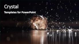  Presentation with fishing - Audience pleasing presentation consisting of european otter lutra lutra fishing backdrop and a black colored foreground