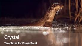  Presentation with fishing - Colorful slide set enhanced with european otter lutra lutra fishing backdrop and a violet colored foreground