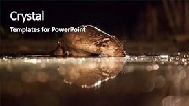  Presentation with wilderness - PPT theme enhanced with european otter lutra lutra fishing background and a  colored foreground