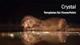  Presentation with fishing - Cool new theme with european otter lutra lutra fishing backdrop and a black colored foreground