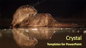  Presentation with fishing - PPT theme consisting of european otter lutra lutra fishing background and a  colored foreground