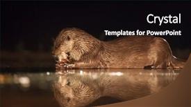 Presentation with fishing - Beautiful PPT layouts featuring european otter lutra lutra fishing backdrop and a black colored foreground