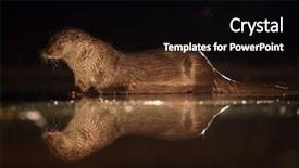  Presentation with fishing - Slide deck with european otter lutra lutra fishing background and a  colored foreground