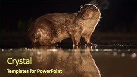  Presentation with ilegal fishing - Amazing presentation theme having european otter lutra lutra fishing backdrop and a tawny brown colored foreground