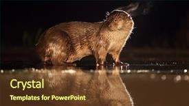  Presentation with fishing - Presentation consisting of european otter lutra lutra fishing background and a tawny brown colored foreground