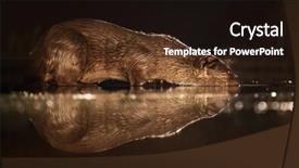  Presentation with european union law - Presentation theme with european otter lutra lutra fishing background and a wine colored foreground