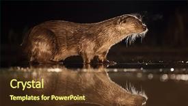  Presentation with fishing - Colorful presentation enhanced with european otter lutra lutra fishing backdrop and a tawny brown colored foreground