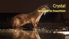  Presentation with fishing - Beautiful slide deck featuring european otter lutra lutra fishing backdrop and a tawny brown colored foreground