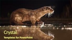  Presentation with fishing - PPT theme with european otter lutra lutra fishing background and a tawny brown colored foreground