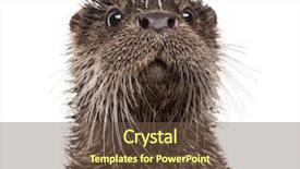  Presentation with white - Slide deck consisting of european otter lutra lutra isolated background and a tawny brown colored foreground